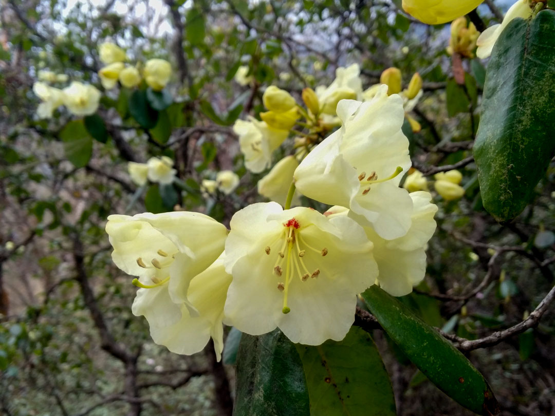 Yellow Rhododendron