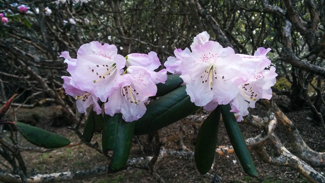 Rhododendron