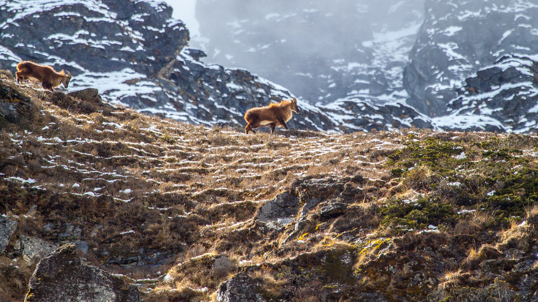 Himalaya Tahr