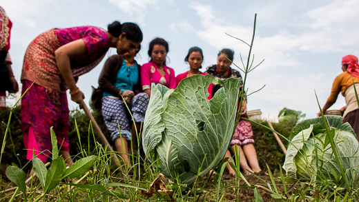 Beautiful ladies of Panauti farming