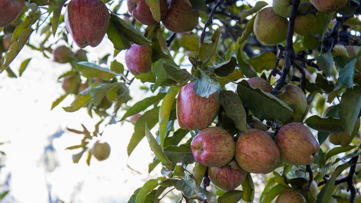 Apples from Mustang