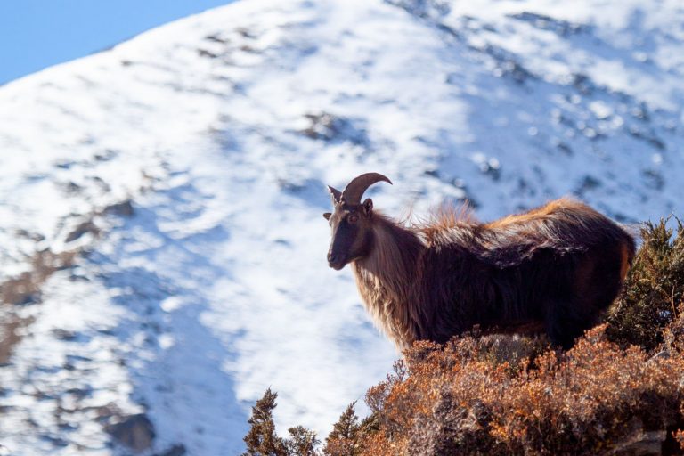 Wildlife in the Mount Everest Region HoneyGuide