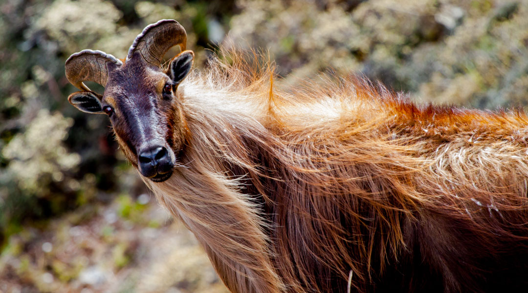 Himalaya Tahr