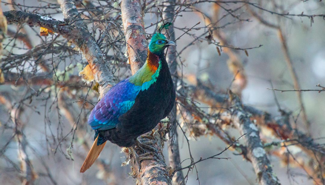 Himalaya Monal / Danphe