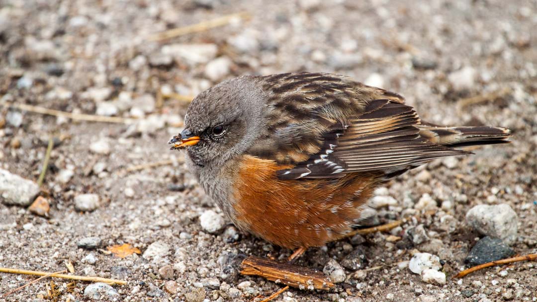 Alpine Accentor