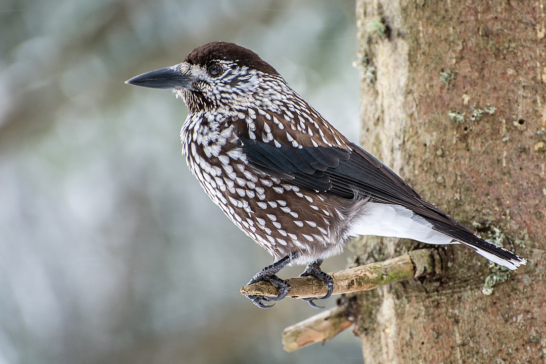 Spotted Nutcracker