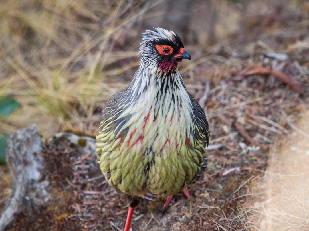 Blood Pheasant