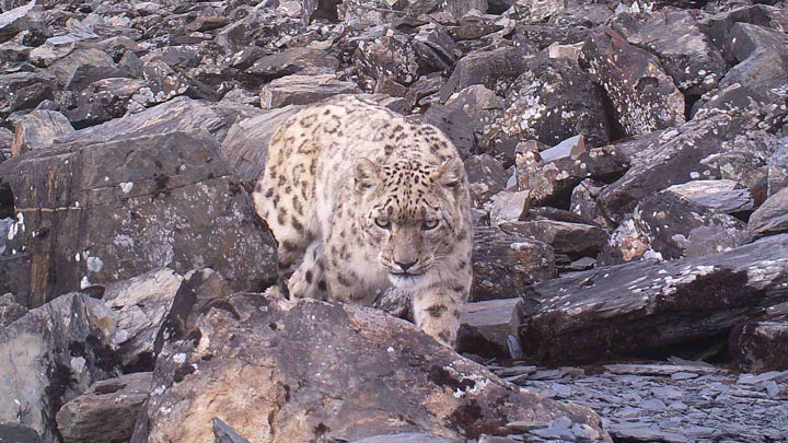 Snow Leopard