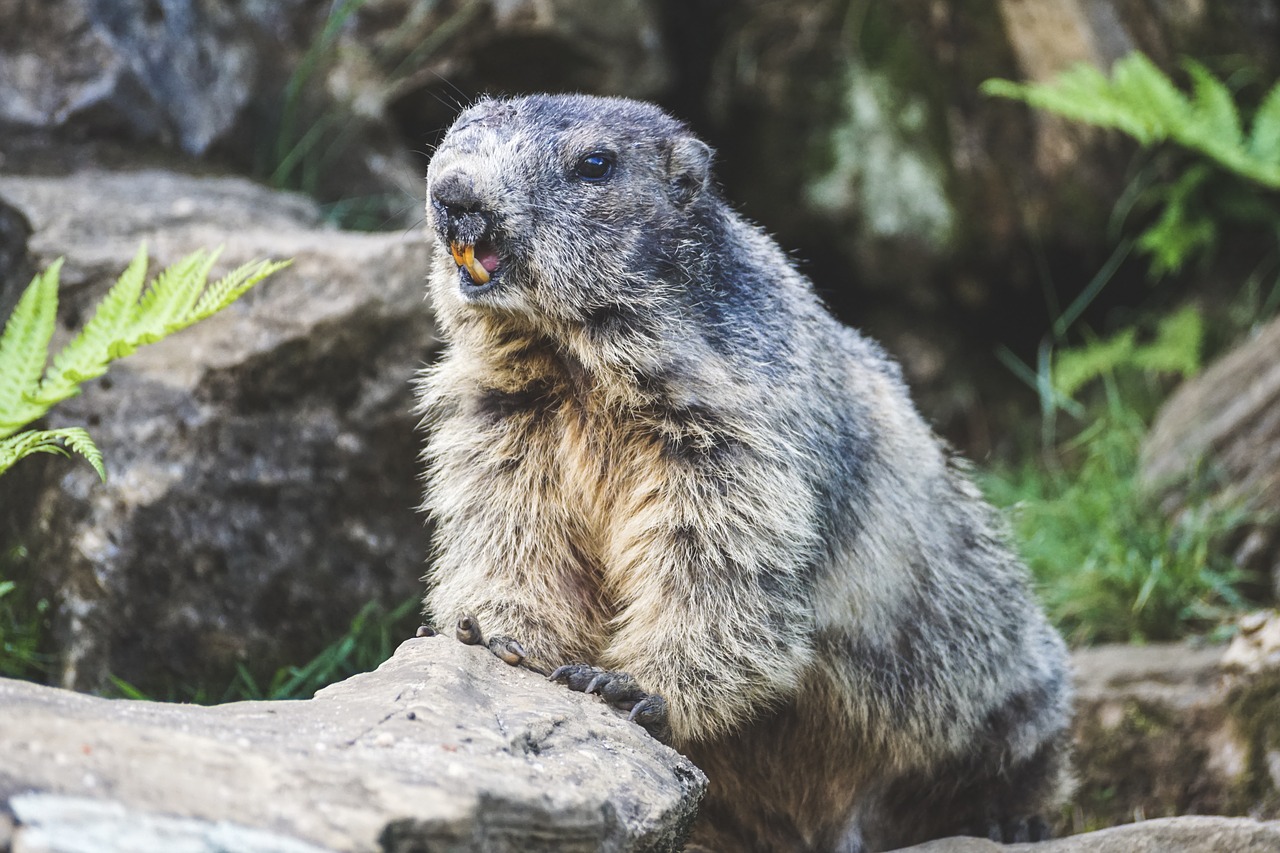 Marmot