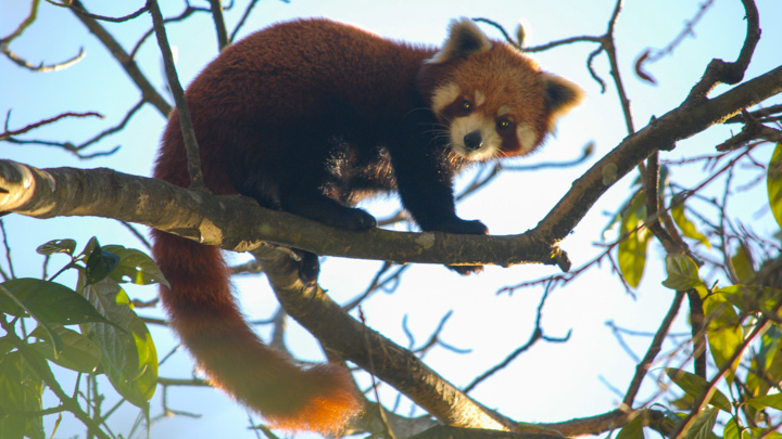 Red Panda