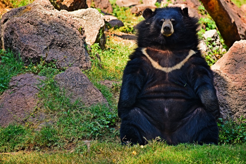 Himalaya Black Bear