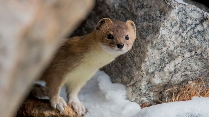 Mountain Weasel