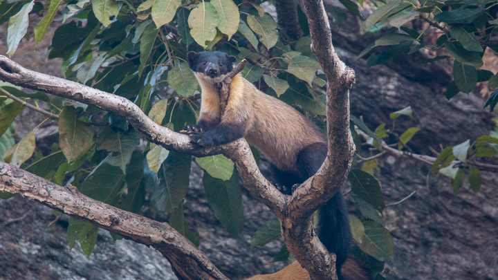 Yellow-throated Marten